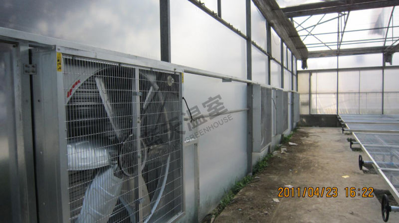 Film Roof Greenhouse with Polycarbonate Board Wall