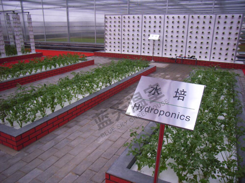 Durable Polycarbonate Board Multi-Span Greenhouse