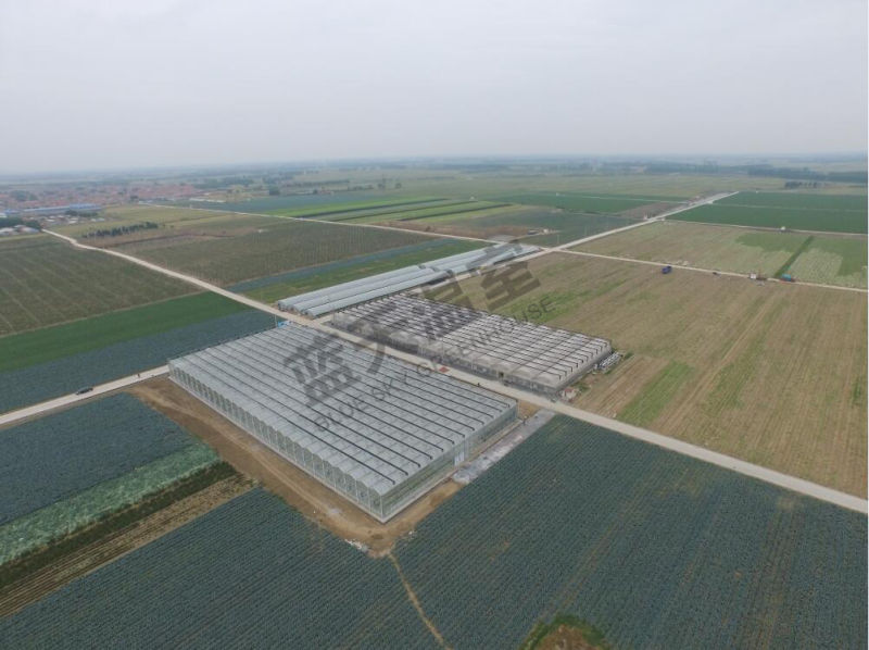 Glass Multi-Span Greenhouse