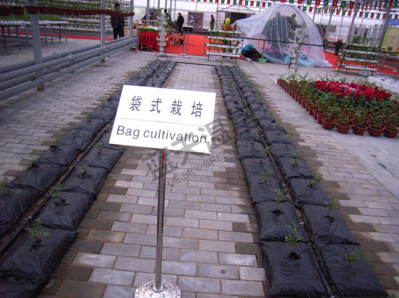 Dutch Technology Polycarbonate Sheet Venlo Type Greenhouse