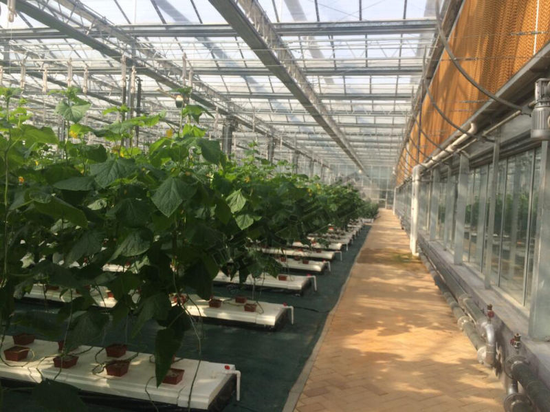 High Quality Glass Greenhouse for Agricultural Planting