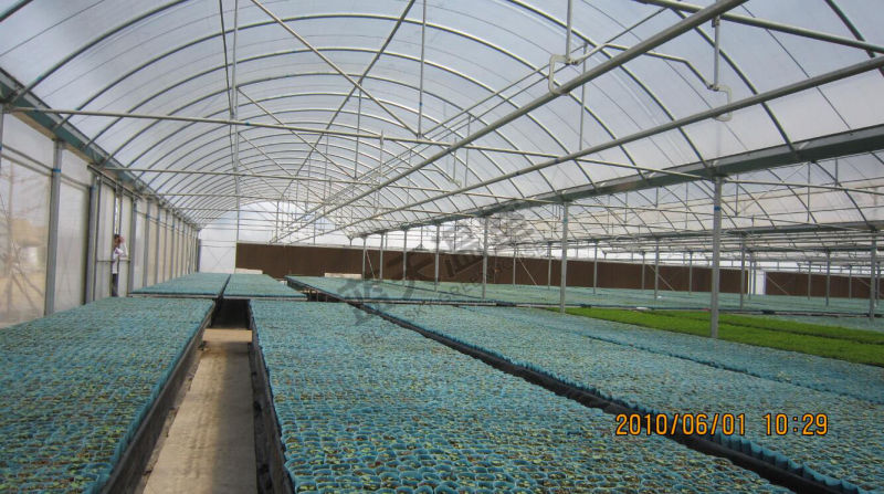 Dutch Technology Multi-Span Film Greenhouse for Seeding