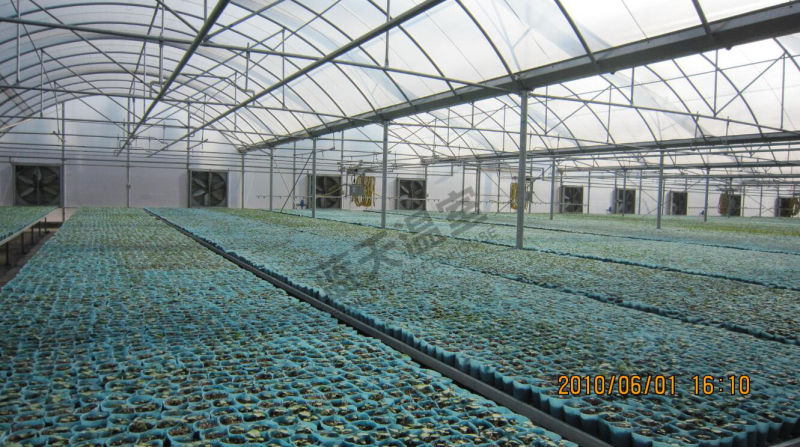 Beautiful Multi-Span Film Greenhouse for Seeding