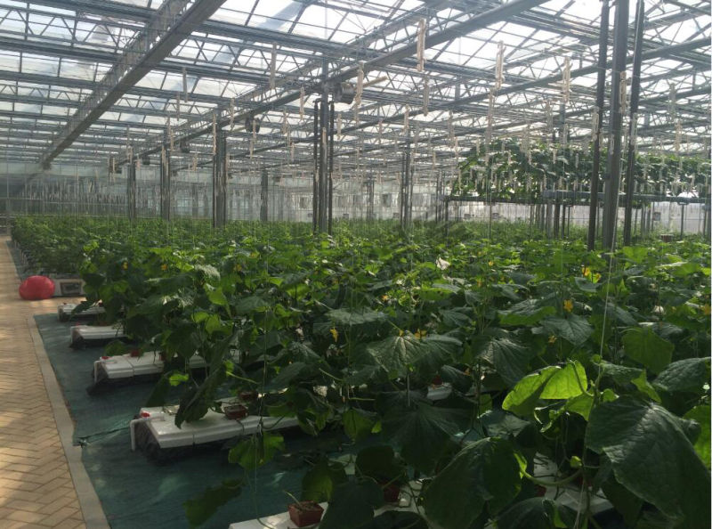 High Production Glass Greenhouse for Agricultural Planting