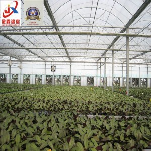 Vegetable Planting Plastic Tunnel Greenhouse