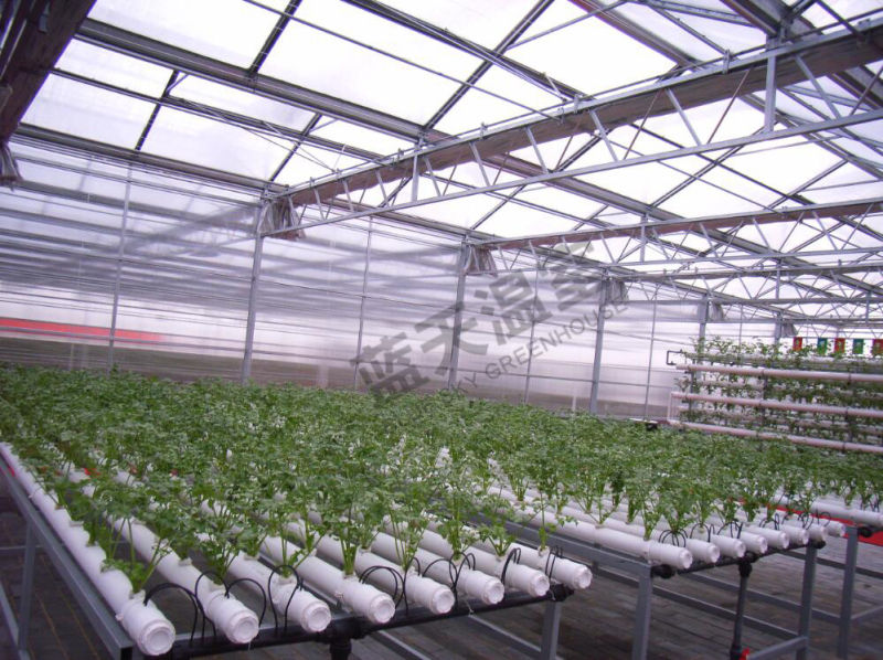High Quality Polycarbonate Sheet Venlo Type Greenhouse