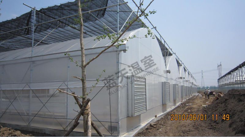 Long Life Span Multi-Span Film Greenhouse for Seeding