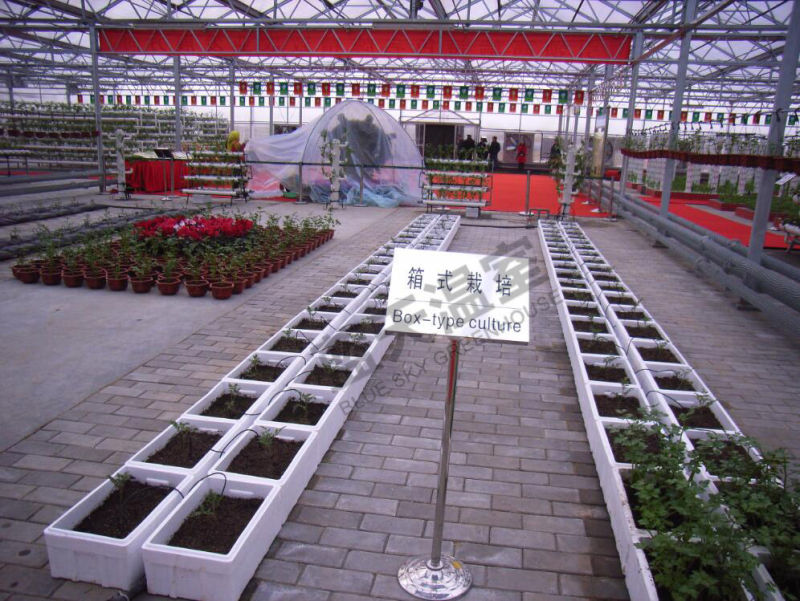 High Quality Polycarbonate Board Multi-Span Greenhouse