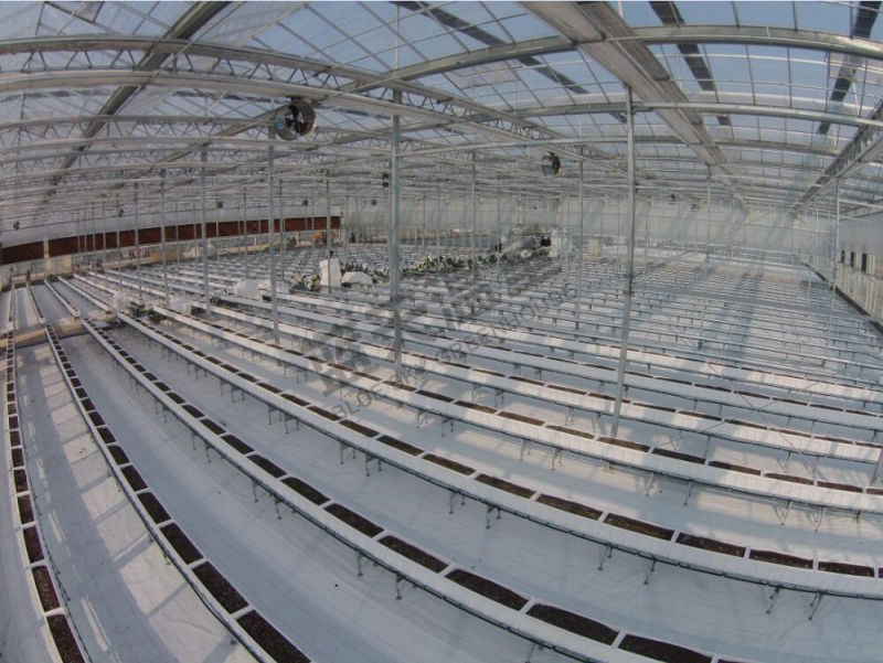 Glass Multi-Span Greenhouse