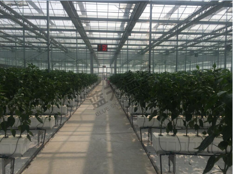 Glass Multi-Span Greenhouse