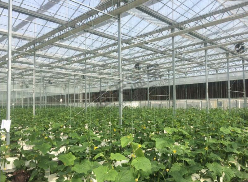 Glass Multi-Span Greenhouse Venlo Structure
