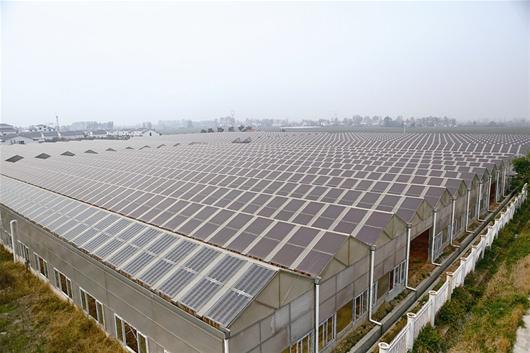 Photovoltaic Greenhouse for Vegetable and Flowers Growing