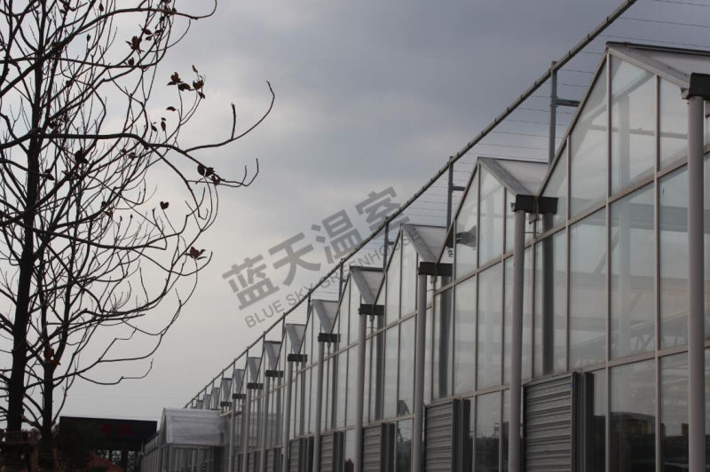 Beautiful Venlo Type Multi-Span Greenhouse for Agricultural Planting