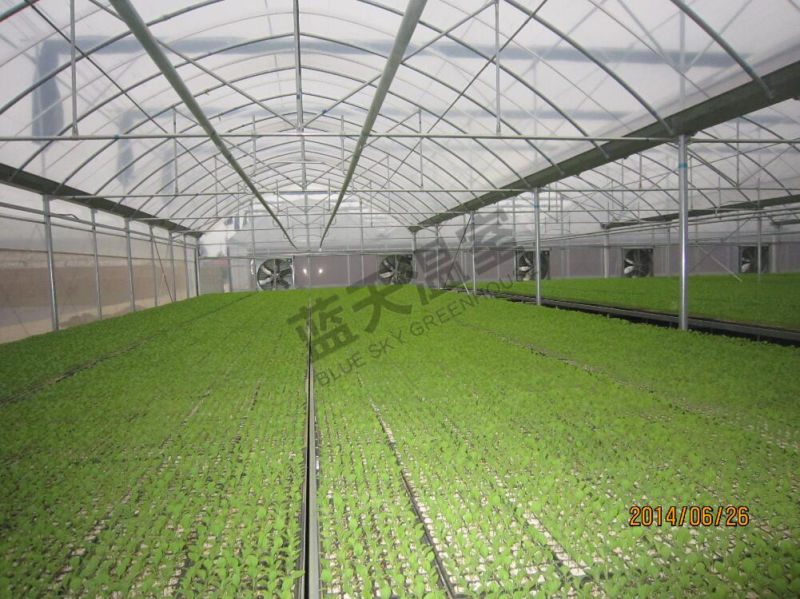 Substrate Culture Film Greenhouse