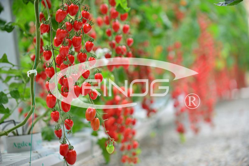 Aluminum profile sealed glass greenhouse for cold area