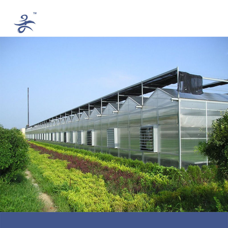 Venlo PC Hydroponic Greenhouse