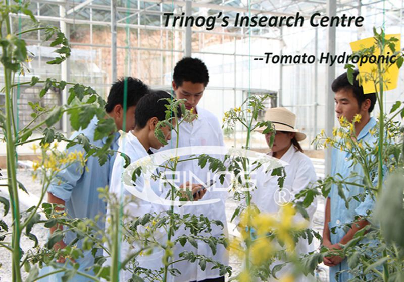 Cucumber hydroponics growing with trellis system