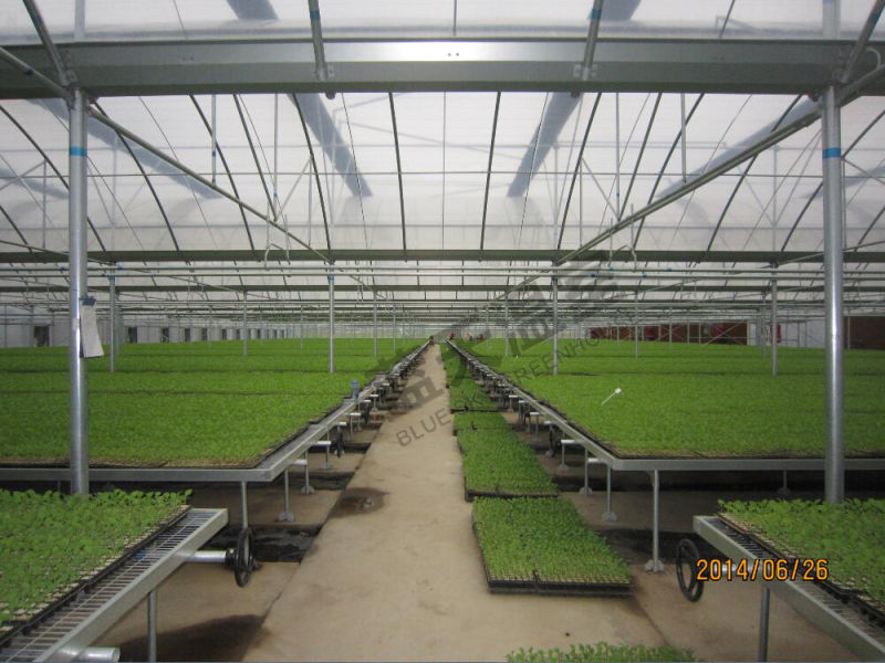 China Supplier PE Film Greenhouse for Planting Vegetables and Fruits