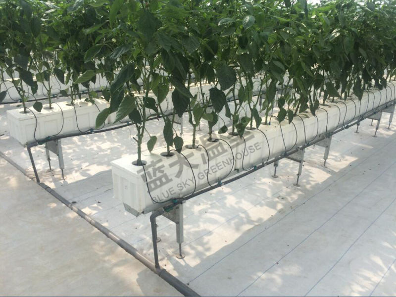 Glass Multi-Span Greenhouse Venlo Structure