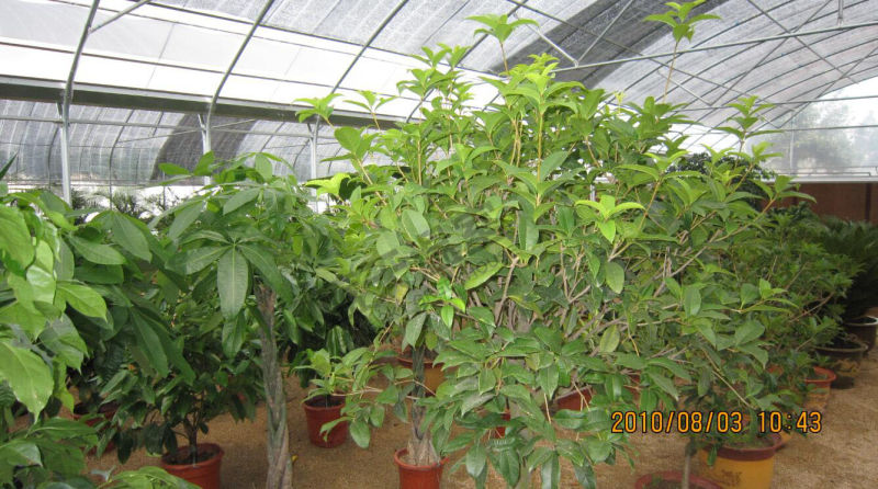 Hot Galvanized Steel Film Covered Multi-Span Greenhouse