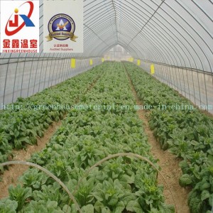 Economic and Practical Vegetable Greenhouse