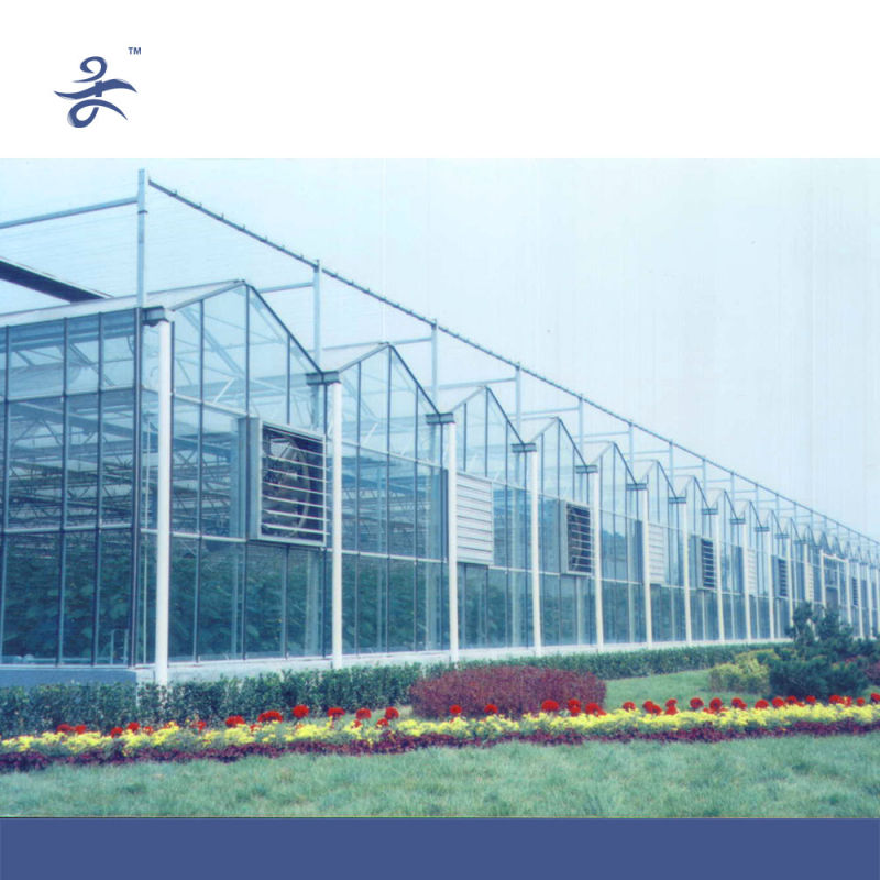 Venlo Glass Hydroponic Greenhouse