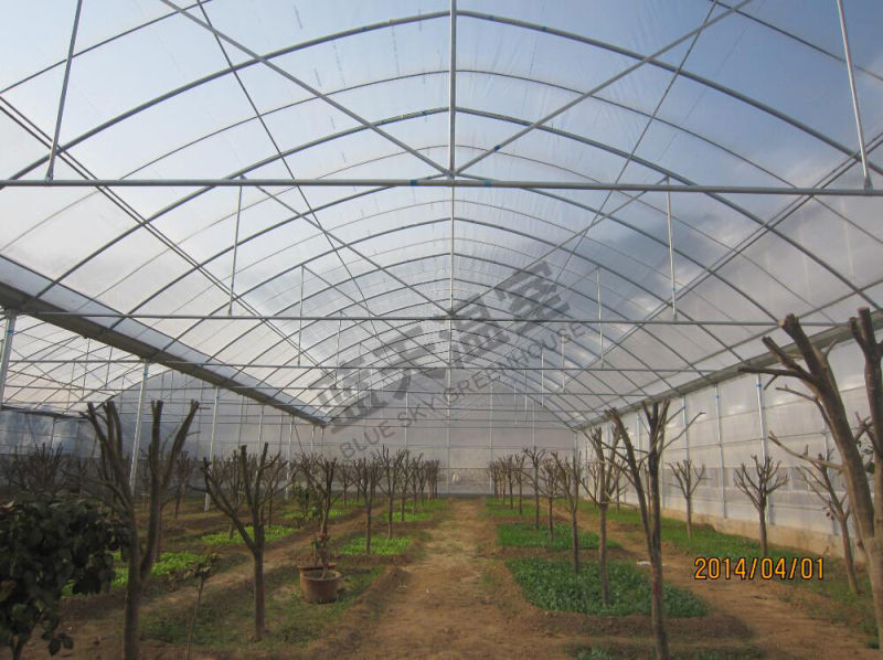 Arch Structure Multi-Span Film Greenhouse China Supplier