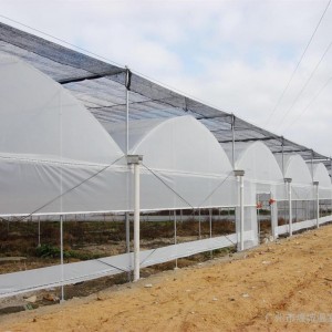 Multi-Span Gothic Film Greenhouse FM90f40
