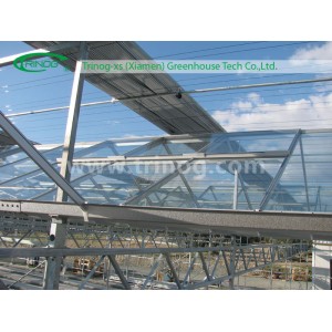 Economic Multi-Span Greenhouse for Tomato