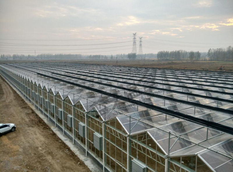Hot Galvanized Steel Frame Plastic Film Green House