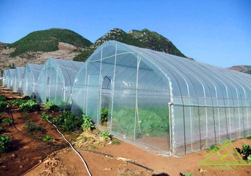 Multi-Span Gothic Film Greenhouse FM80f41