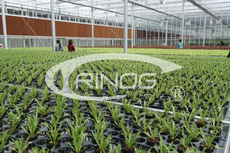 Highly strong glass greenhouse with butterfly vent