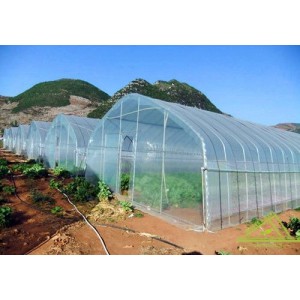 Multi-Span Gothic Film Greenhouse FM80f41