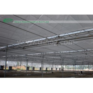 Multi-span Agricultural Film Greenhouse for tomato hydroponic