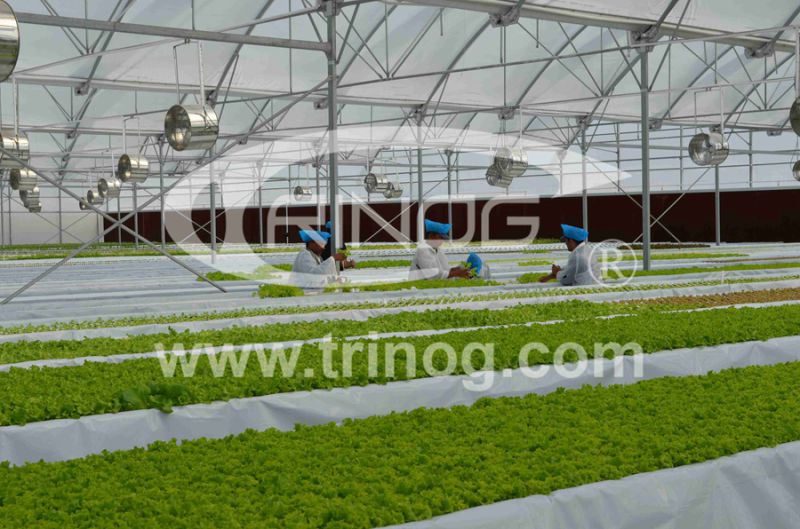 Hydroponic System Greenhouse Supply for sale