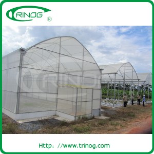 Vegetables Tunnel Film Greenhouse for commercial