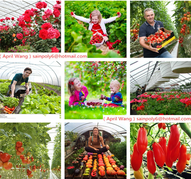 Low Cost UV Plastic Film Greenhouse Agricultural