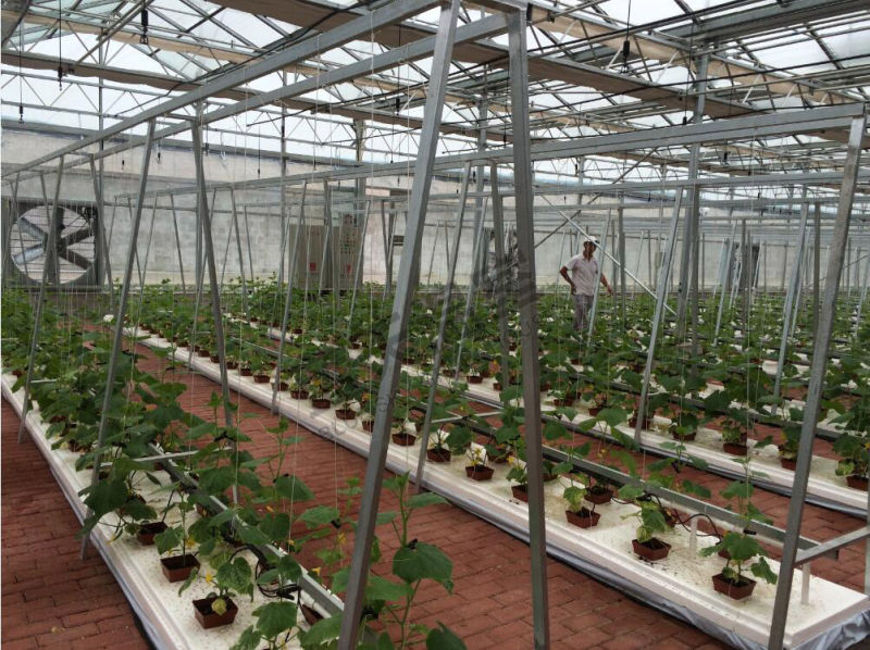 Multi-Span Film Greenhouse