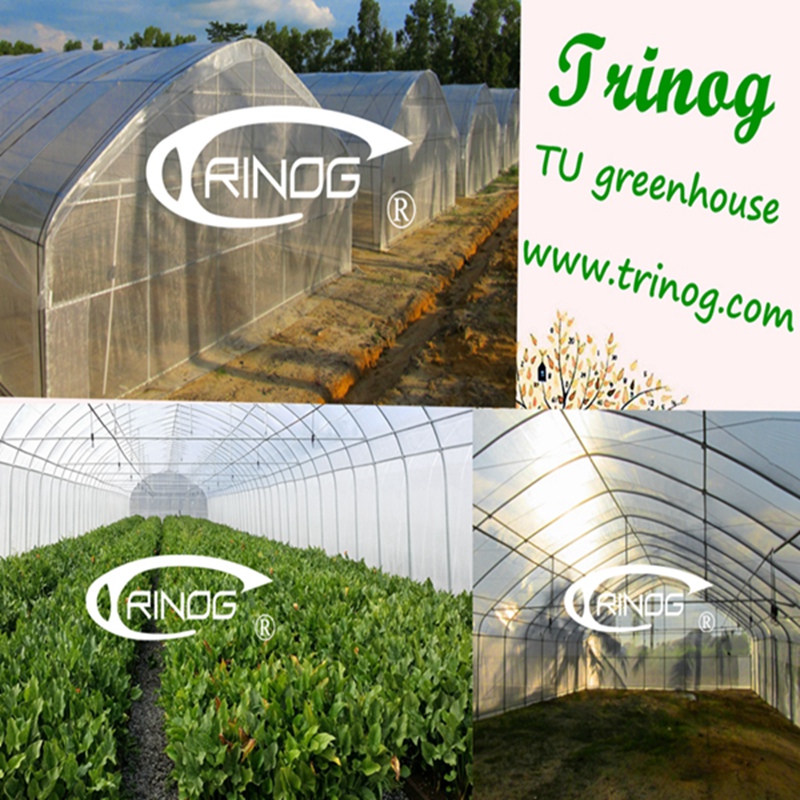 Commercial Tunnel Film Greenhouse for Tomato Growing