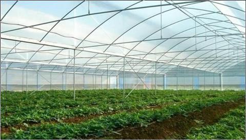 Multi-Span Gothic Film Greenhouse FL