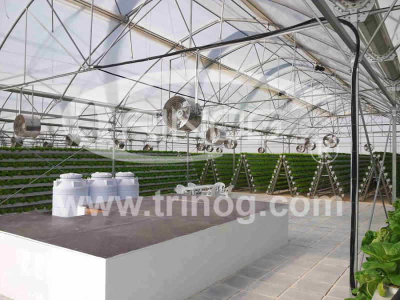 Hydroponic System Greenhouse Supply for sale