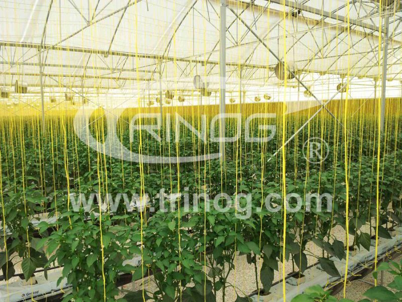 Hydroponic System Greenhouse Supply for sale