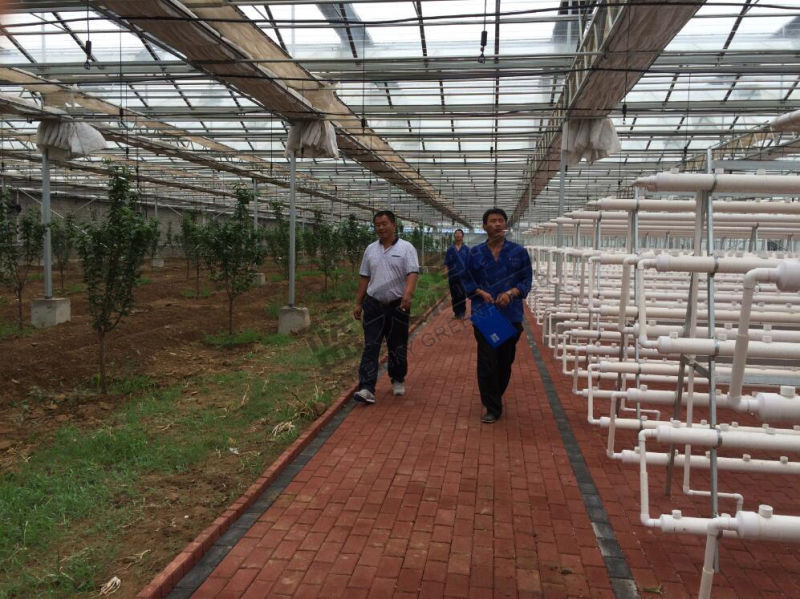 Multi-Span Film Greenhouse