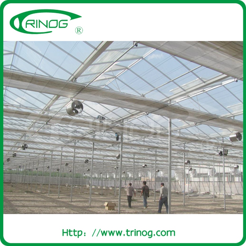 Glass Greenhouse for lettuce Nft System