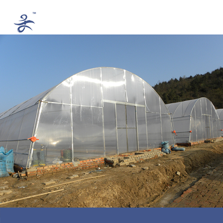 Large10m Span Film Greenhouse for Vegetables
