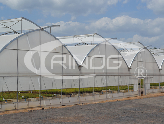 Multi Span Fixed Roof Vent Rose Greenhouse for Sale