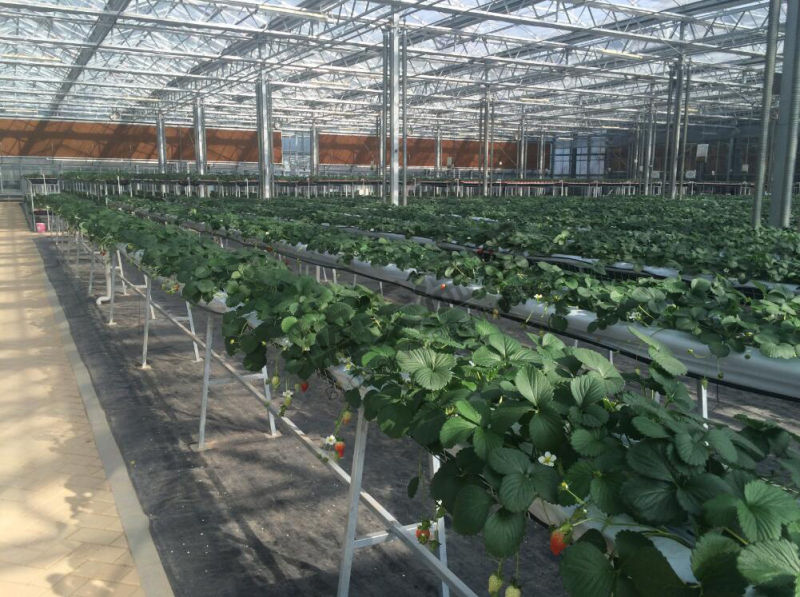 High Output Multi-Span Glass Greenhouse for Agribusiness