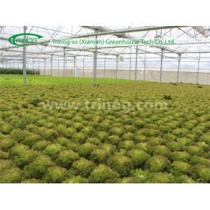 Multi Span Film Greenhouse for Hydroponics Vegetable