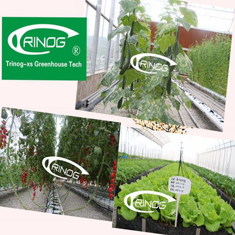 Gutter Connected Greenhouse for Hydroponics Vegetable