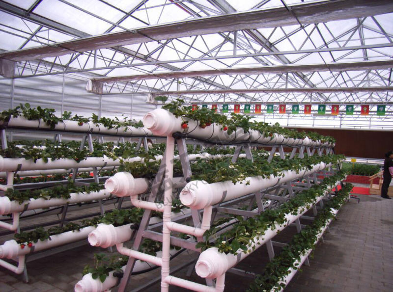 Good Cost Performance Venlo Type Multi-Span Glass Green House for Planting Vegetables